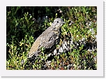 kulorastas_Mistle Thrush_1591 * 800 x 561 * (439KB)